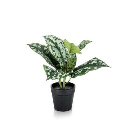 Gerviplanta silverranka Emerald 24cm