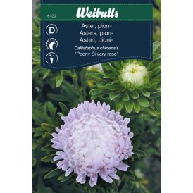 Blómafræ Aster Pion Weibulls