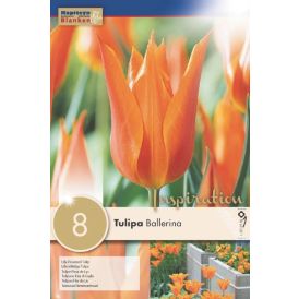 Vorlaukur túlípani Lily Flowered Marianne 8 stk.