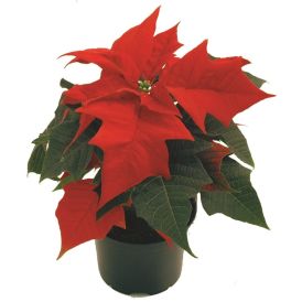 Jólastjarna 4-6 greinar Euphorbia 12cm