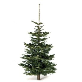 Jólatré nordmannsþinur 150-175 cm appelsínugulur miði
