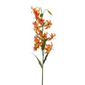 Gerviplanta lilja Emerald 80cm appelsínugul