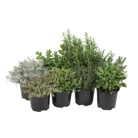 Ítalskar Kryddjurtir 14cm