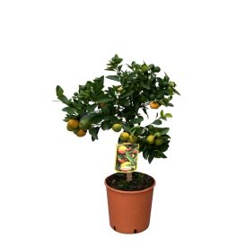 Sítrus tré 20cm blanda