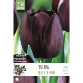 Vorlaukur túlípani Queen of Night 10 stk.