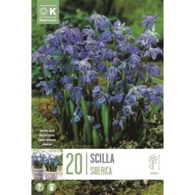 Vorlaukur Síberíulilja Scilla Siberica 20stk