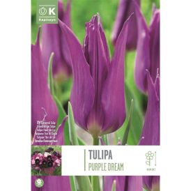 Vorlaukur túlípani Lily Purple Dream 8 stk.