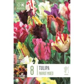 Vorlaukur túlípani Parrot blandaðir litir 8 stk.