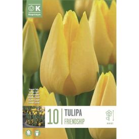 Vorlaukur túlípani Friendship Triumph 10 stk.