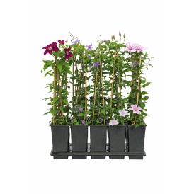 Bergsóley Clematis 15cm pottur margir litir