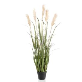 Gerviplanta gras pampa Emerald 120cm