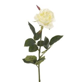 Gerviplanta rós Simone Emerald 73cm hvít