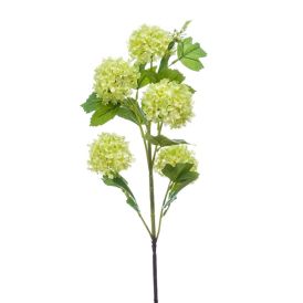 Gerviplanta Viburnum Emerald græn 75cm