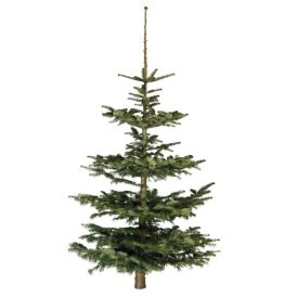 Jólatré nordmannsþinur 150-220 cm gulur miði
