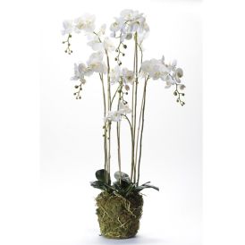 Gerviblóm orkidea með mosa Phalaenopsis Emerald 145cm hvít