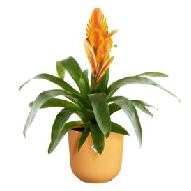 Blómapottur Jazz Ø17 cm Elho appelsínugulur