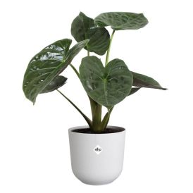 Blómapottur Jazz Ø14 cm Elho hvítur