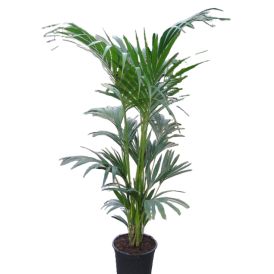 Kentíapálmi Howea forsteriana 27cm